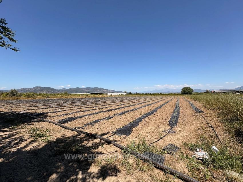 Landwirtschaftliche Fläche Zum Verkauf Im Ortaca Fevziye Viertel, 6006 M², Mit Einer Einzigen Eigentumsurkunde.
