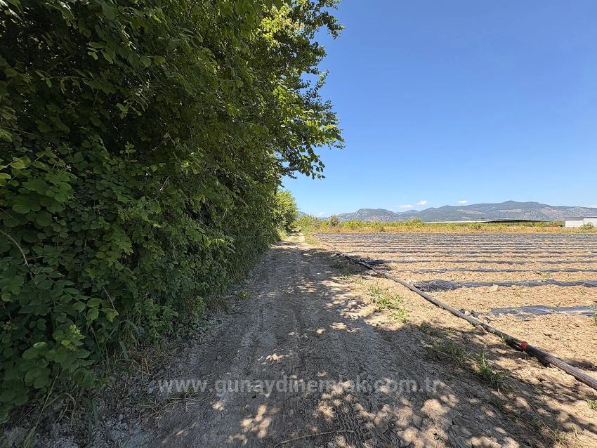 Landwirtschaftliche Fläche Zum Verkauf Im Ortaca Fevziye Viertel, 6006 M², Mit Einer Einzigen Eigentumsurkunde.