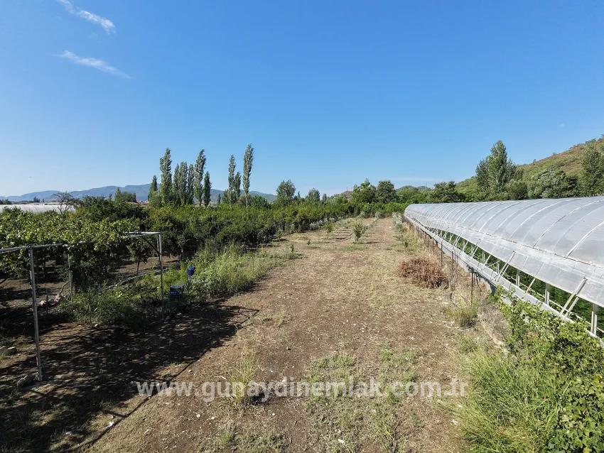 Feld Zu verkaufen in Çaylı Bz. Ortaca - Feld-Zonierung - 1.870 m²