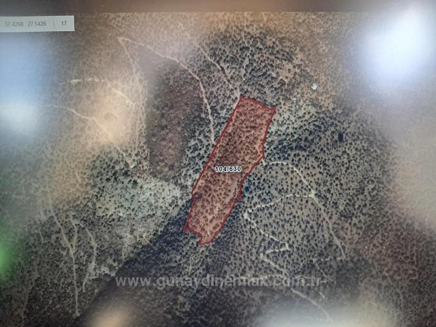 3.200 M² Großer Olivenhain In Milas Bafa Zu Verkaufen (Anbieter: Günaydın Real Estate)