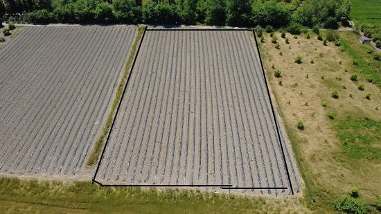 Landwirtschaftliche Fläche Zum Verkauf Im Ortaca Fevziye Viertel, 6006 M², Mit Einer Einzigen Eigentumsurkunde.