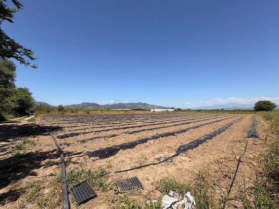 Landwirtschaftliche Fläche Zum Verkauf Im Ortaca Fevziye Viertel, 6006 M², Mit Einer Einzigen Eigentumsurkunde.