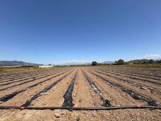 Landwirtschaftliche Fläche Zum Verkauf Im Ortaca Fevziye Viertel, 6006 M², Mit Einer Einzigen Eigentumsurkunde.