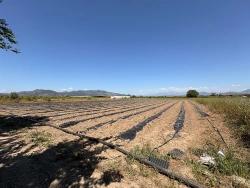 Landwirtschaftliche Fläche Zum Verkauf Im Ortaca Fevziye Viertel, 6006 M², Mit Einer Einzigen Eigentumsurkunde.