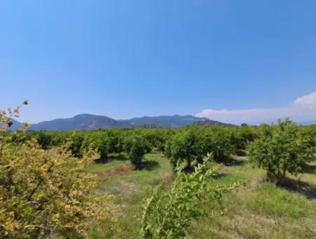 Feld Zum Verkauf Mit 8.000 M2 Anteil An Ortaca Güzelyurt Von Günaydın Real Estate