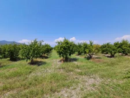 Feld Zum Verkauf Mit 8.000 M2 Anteil An Ortaca Güzelyurt Von Günaydın Real Estate