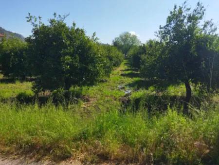 Ortaca Sourliyurt Mah 1 Hektar Land Zum Verkauf