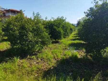 Ortaca Sourliyurt Mah 1 Hektar Land Zum Verkauf