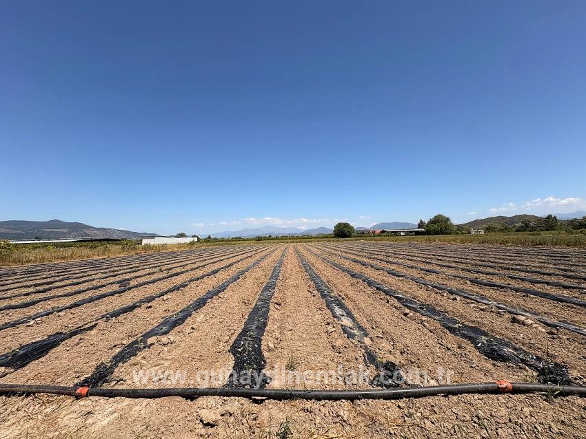 Feld Zu Verkaufen in Fevziye Bz. Ortaca - Feld-Zonierung - 6.006 m²