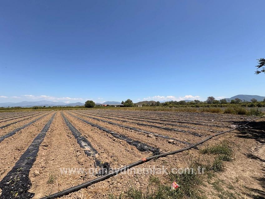 Feld Zu Verkaufen in Fevziye Bz. Ortaca - Feld-Zonierung - 6.006 m²