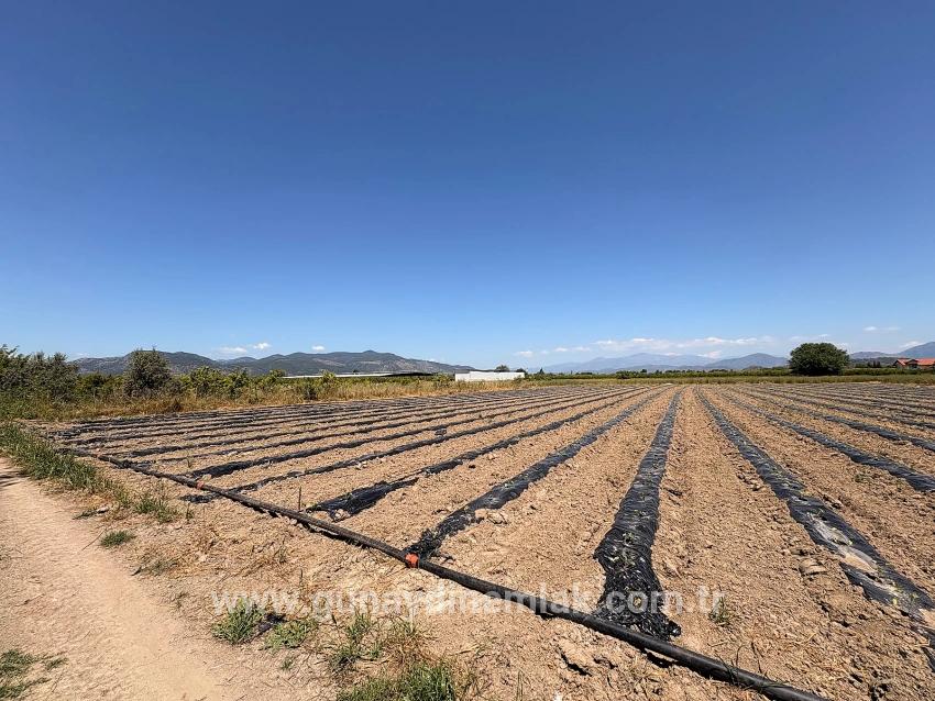 Feld Zu Verkaufen in Fevziye Bz. Ortaca - Feld-Zonierung - 6.006 m²