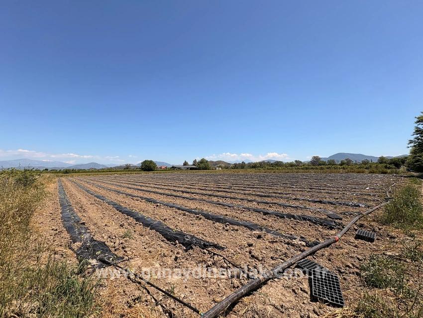 Feld Zu Verkaufen in Fevziye Bz. Ortaca - Feld-Zonierung - 6.006 m²