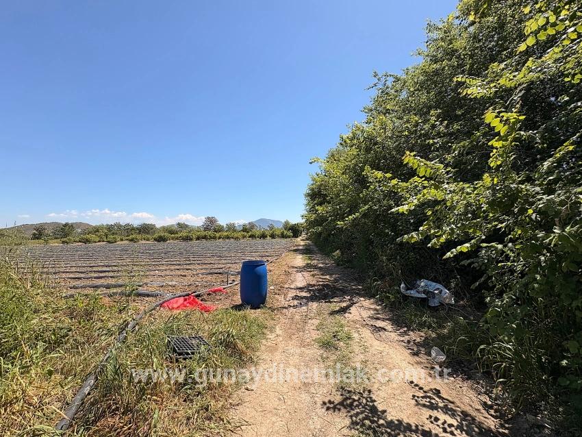 Feld Zu Verkaufen in Fevziye Bz. Ortaca - Feld-Zonierung - 6.006 m²