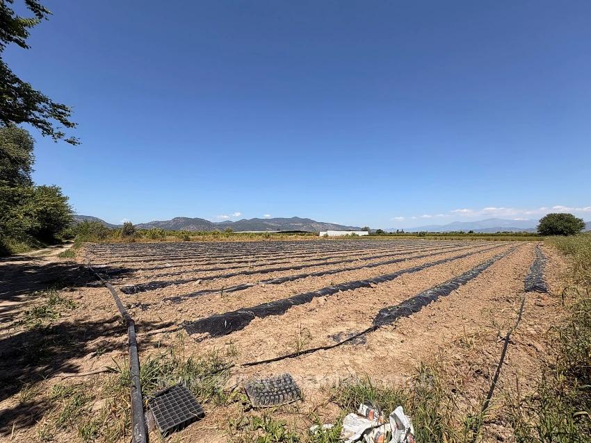 Agricultural Land For Sale In Ortaca Fevziye Neighborhood, 6006 M2, With A Single Title Deed.