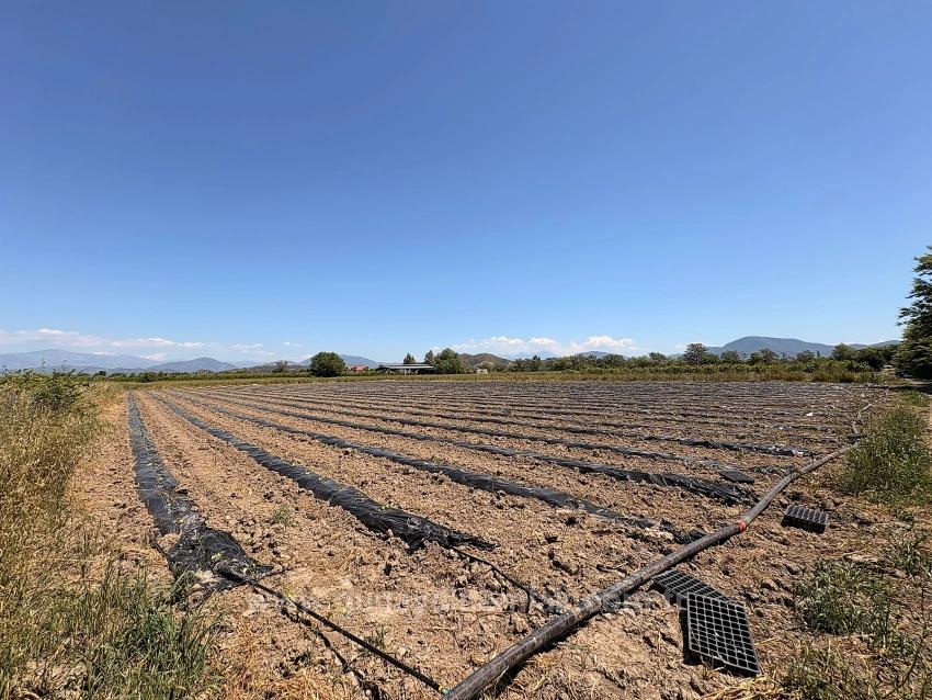 Agricultural Land For Sale In Ortaca Fevziye Neighborhood, 6006 M2, With A Single Title Deed.