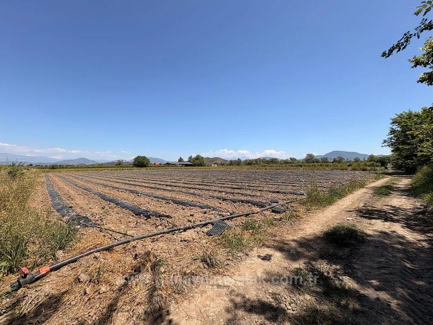 Agricultural Land For Sale In Ortaca Fevziye Neighborhood, 6006 M2, With A Single Title Deed.