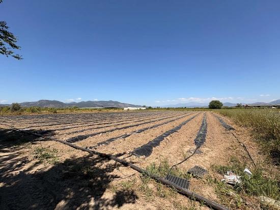 Agricultural Land For Sale In Ortaca Fevziye Neighborhood, 6006 M2, With A Single Title Deed.