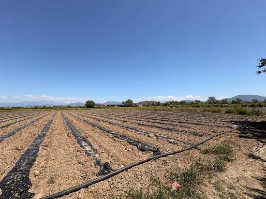 Agricultural Land For Sale In Ortaca Fevziye Neighborhood, 6006 M2, With A Single Title Deed.