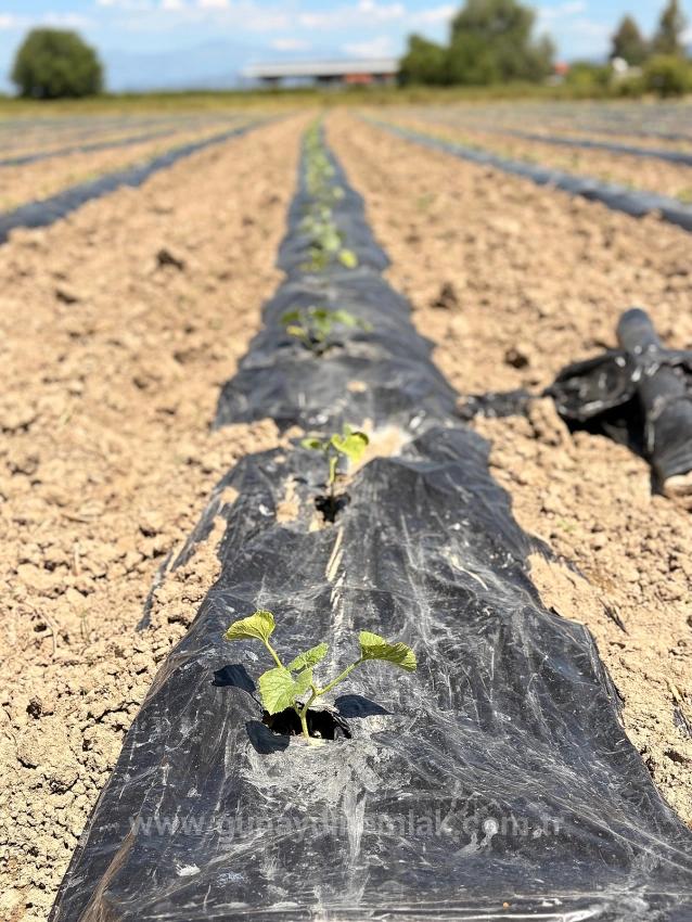 Ortaca Fevziye Mah. 6006 M2 Müstakil Tek Tapu Satılık Tarla