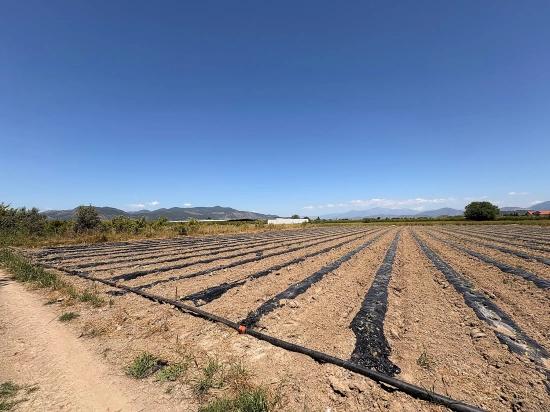 Ortaca Fevziye Mah. 6006 M2 Müstakil Tek Tapu Satılık Tarla
