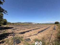 Ortaca Fevziye Mah. 6006 M2 Müstakil Tek Tapu Satılık Tarla