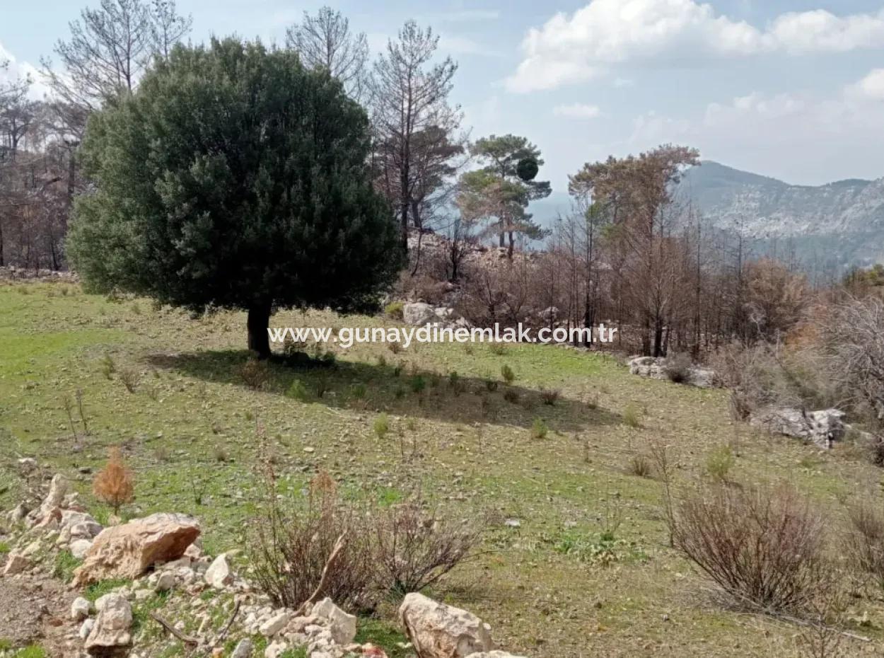Dalaman Elcikte 8000 M2 Tek Tapu Satılık Tarla