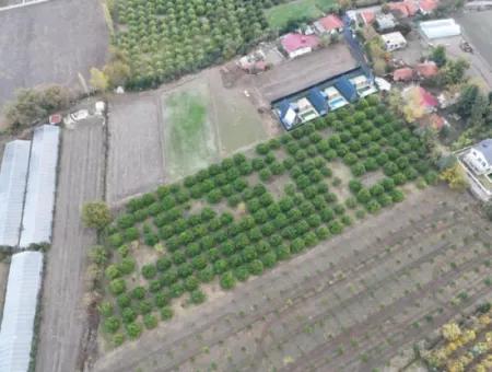 Okçularda 9762 M2 Müstakil Tapu Tarla Satılık