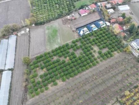 Okçularda 9762 M2 Müstakil Tapu Tarla Satılık