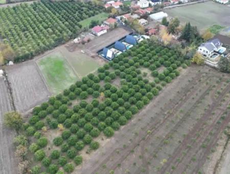 Okçularda 9762 M2 Müstakil Tapu Tarla Satılık