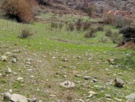 Dalaman Elcikte 8000 M2 Tek Tapu Satılık Tarla