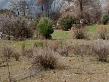 Dalaman Elcikte 8000 M2 Tek Tapu Satılık Tarla