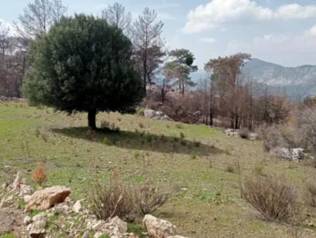 Dalaman Elcikte 8000 M2 Tek Tapu Satılık Tarla