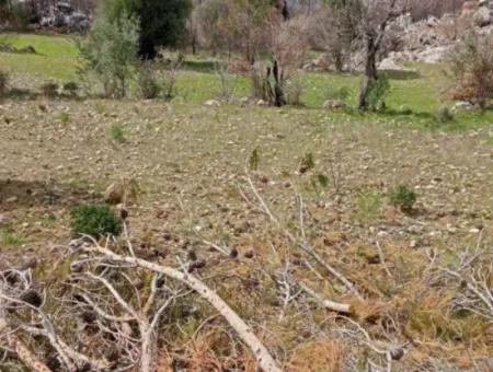 Dalaman Elcikte 8000 M2 Tek Tapu Satılık Tarla