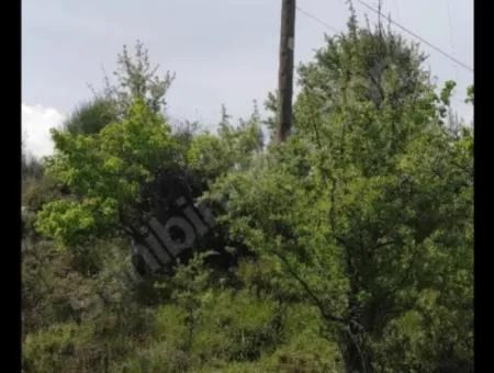 Dalaman Bozbelde Müstakil Tapulu Tarla