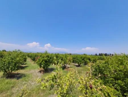 Günaydın Emlak'tan Ortaca Güzelyurtda 8.000 M2 Hisseli Satılık Tarla