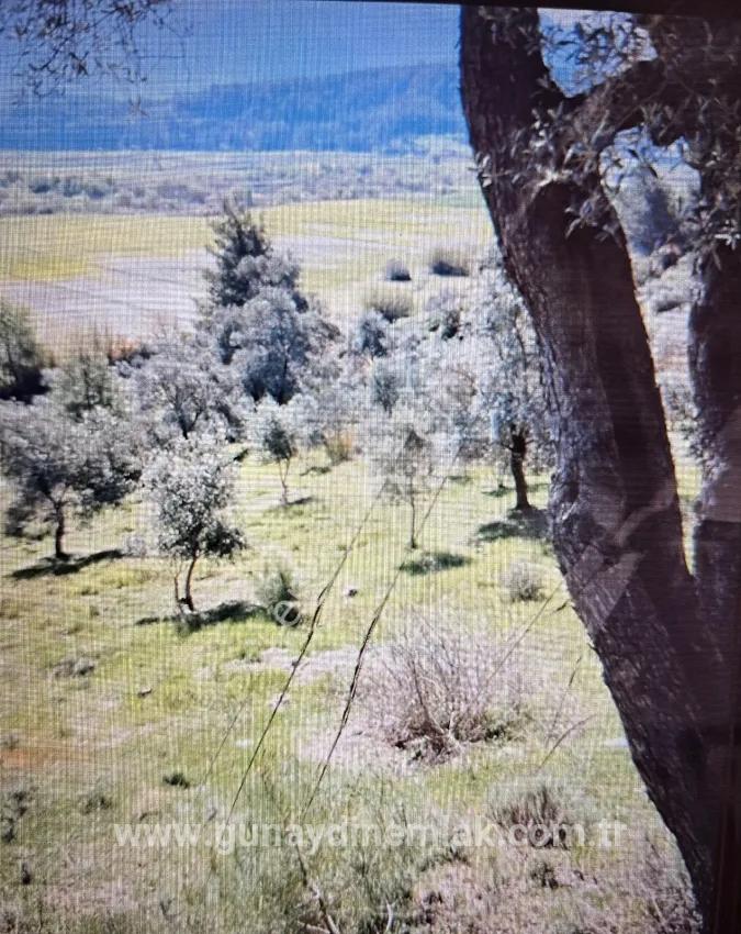 Seydikemer Demirler Mah. Satılık Tarla - Tarla İmar Durumlu - 6.334 m²
